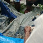 Wanita Berusia 70 Tahun Diterkam Buaya di Sungai Amar
