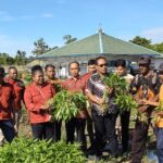 Dukung Program Ketahanan Pangan, Lapas Timika Panen Sayuran