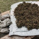 Kontak Tembak di Wamena, Satu KKB Tewas, Ratusan Gram Ganja Disita