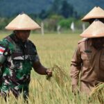 Danrem 173/PVB dan Gubernur Papua Tengah Panen Raya Padi, Wujud Nyata Program Swa Sembada
