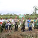 Polres Mimika Ikuti Panen Raya Jagung Serentak Kuartal III Polres Mimika