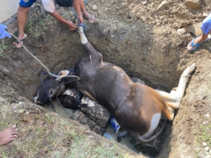 Karantina Timika Memusnakan Sapi dari maluku Tanpa Dokumen