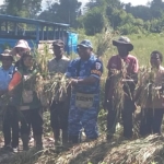 Panen Perdana Padi Gogo di Mimika: Bukti Nyata Sinergi Warga, TNI AU, dan Pemerintah Wujudkan Lumbung Pangan Baru