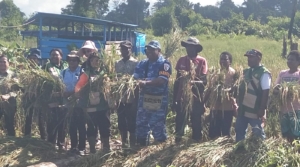 Panen Perdana Padi Gogo di Mimika: Bukti Nyata Sinergi Warga, TNI AU, dan Pemerintah Wujudkan Lumbung Pangan Baru
